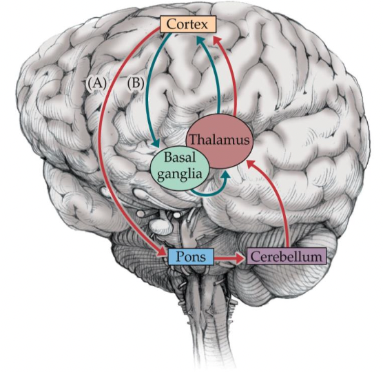 <p>In the feedback loops of basal ganglia and cerebellum, what inputs are received, and where are outputs sent?</p>
