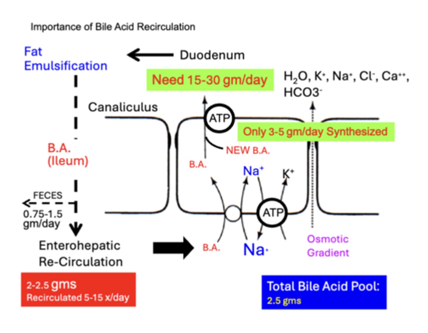 <p>TOTAL bile acid pool in the human is only 2.5 gms</p><p>• However, between 15-30 gms/day of bile acids typically enters the Duodenum</p><p>• discrepancy is compensated for by the fact that most of the bile acid pool is reabsorbed through Enterohepatic Re-Circulation (2-2.5 gms) through the biliary system between 5-15 x/day</p><p>- only small amounts normally need to be newly synthesized by hepatocytes (New B. A.-) to replace amounts lost in the Feces (0.75-1.5 gm/day)</p><p>- importance of the enterohepatic recirculation of bile acids is underscored by the fact that the liver can maximally synthesize only 3-5 gms/day of new bile acids</p>