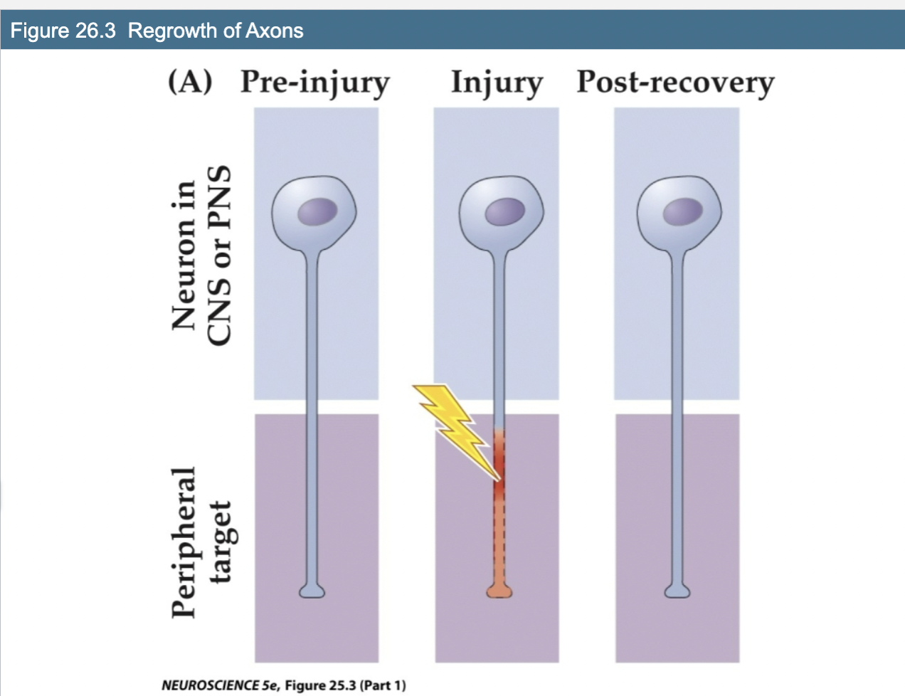 <p>Explain Figure 26.3- Regrowth of Axons</p>