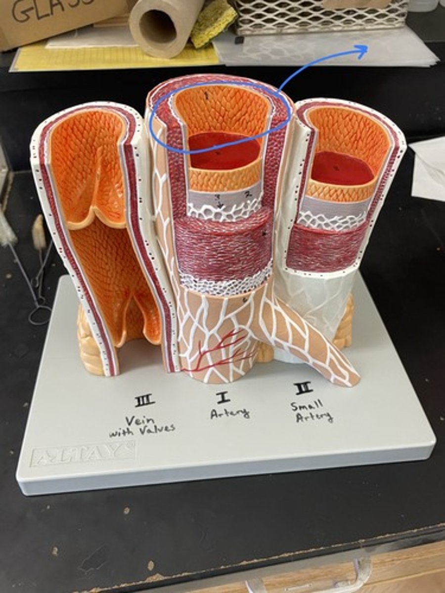 <p>What structure is this?</p>