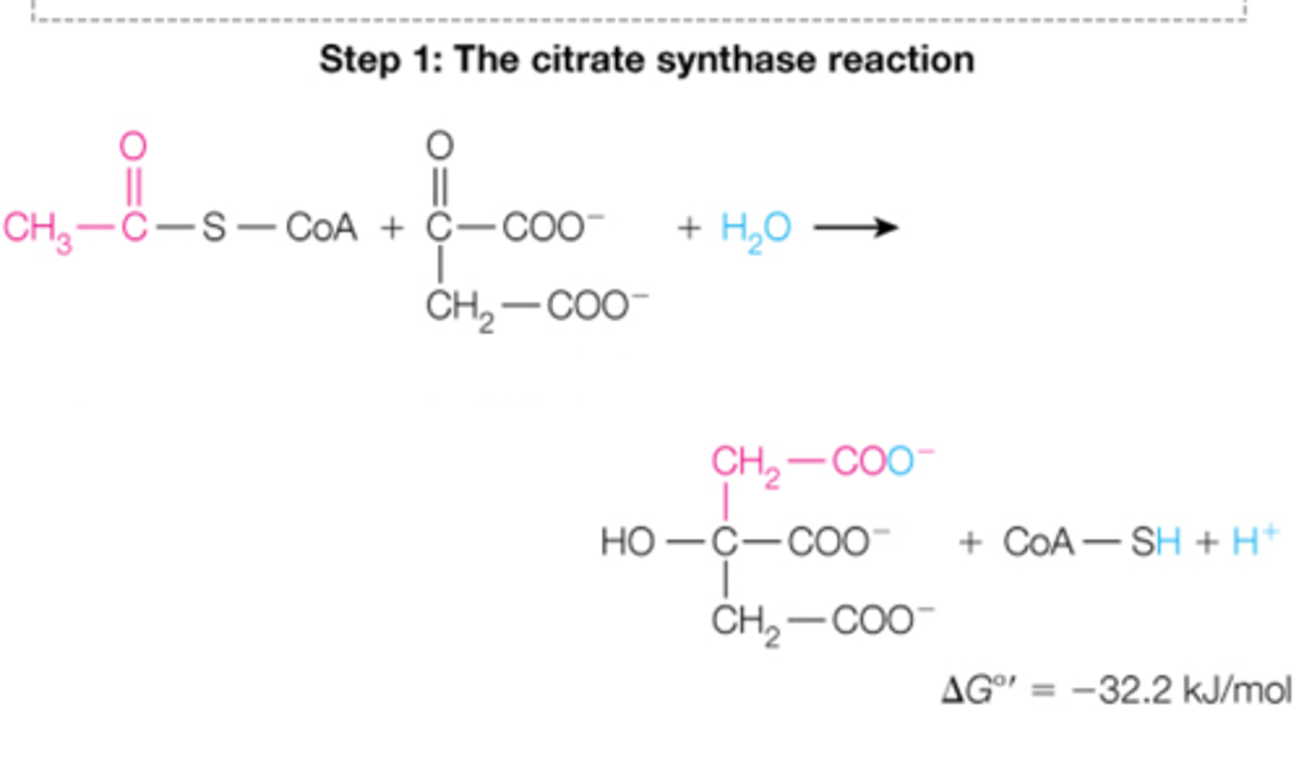 <p>the first reaction of the citric acid cycle is the _________ reaction. the inputs are _______ and ______.</p>