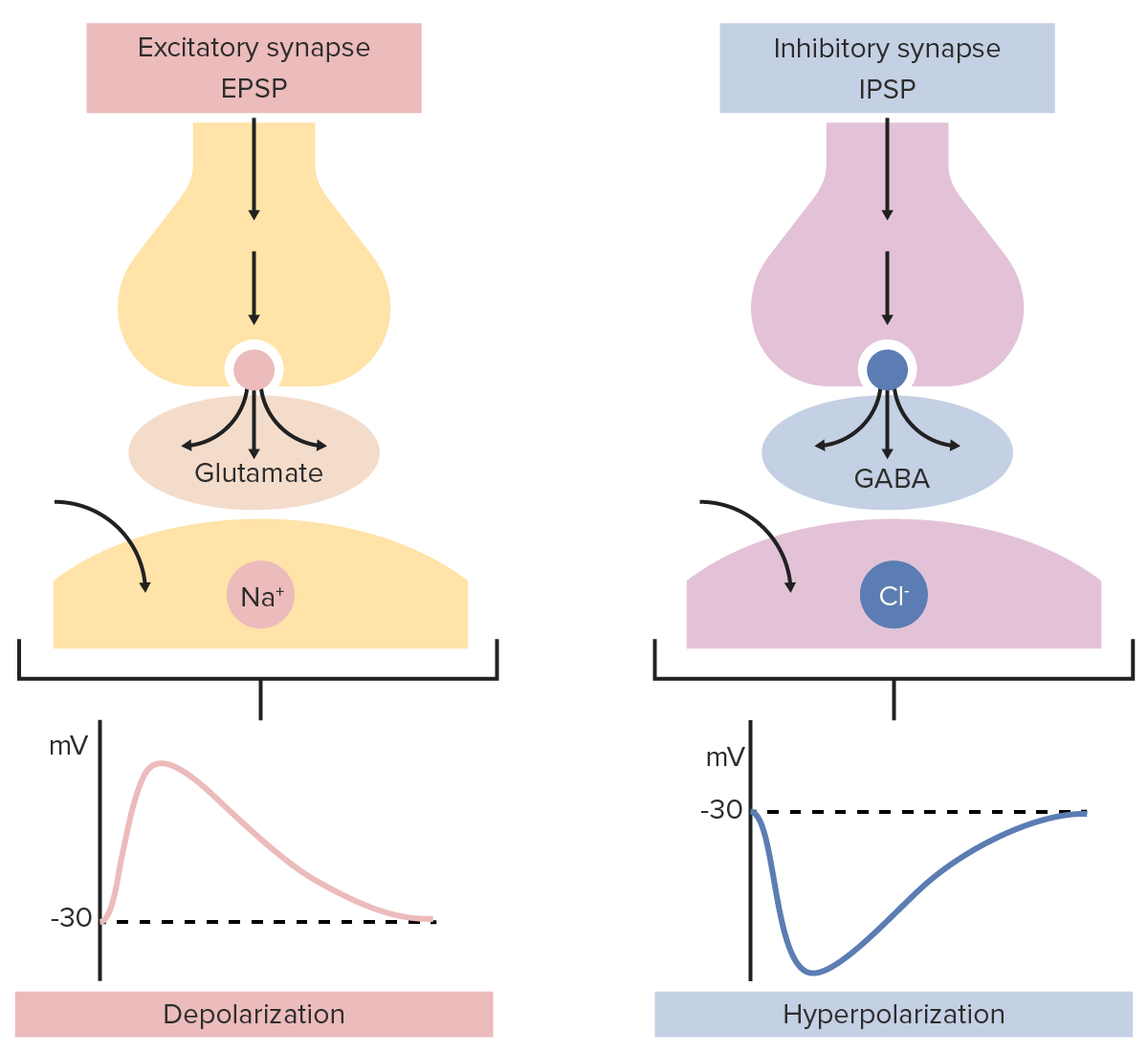 <p>Inhibitory neurotransmitters bind to receptors on the neuron. This allows negative ions to enter, so the postsynaptic membrane becomes hyperpolarized (more negative). </p><p>Inhibitory neurotransmitters decrease the chance of an action potential in the postsynaptic neuron. </p>