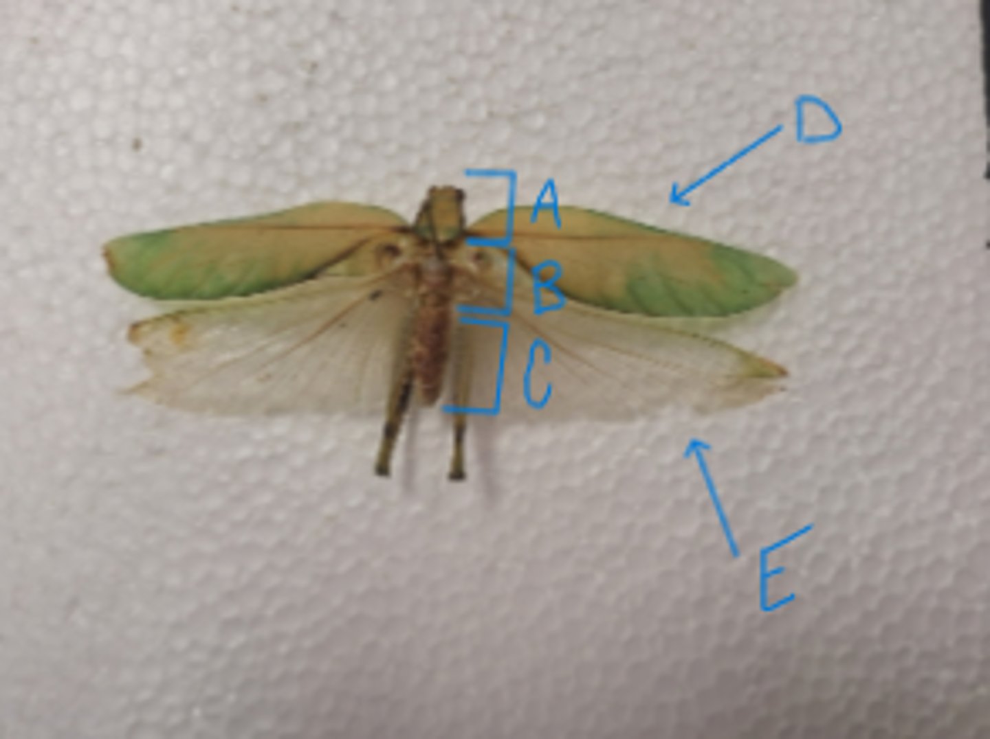 <p>What is the Phylum, Subphylum, Class, and common name of this animal?</p><p>What is A, B, C, D, and E pointing to? List the thorax subsegments in order from top to bottom.</p>
