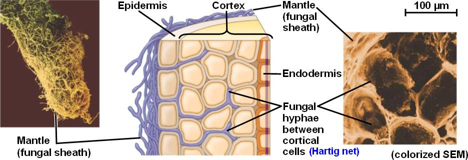 <p>Red de hifas de hongos micorrizos que se extiende dentro de las raíces de las plantas, penetrando entre las células epidérmicas y corticales. Esta red es un sitio de intercambio de nutrientes entre el hongo y la planta hospedante. Se trata de una simbiosis.</p>