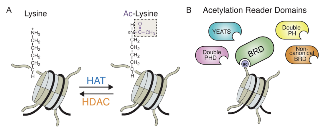 <p>They may interact with the acetyllysine-binding domain of another group of factors that activate transcription. This domain is called the bromodomain (BRD) and the factors are called bromodomain proteins.</p>