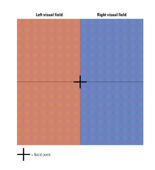 <p>Visual field</p><ul><li><p>Part of the visual space seen by the eyes = what a person sees.</p></li></ul><p>Receptive field</p><ul><li><p>Part of the visual space that activates a certain cell = what a cell “sees”. </p></li></ul><p></p>