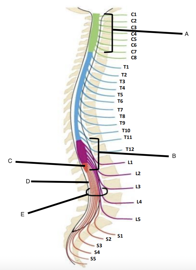 <p>C</p>