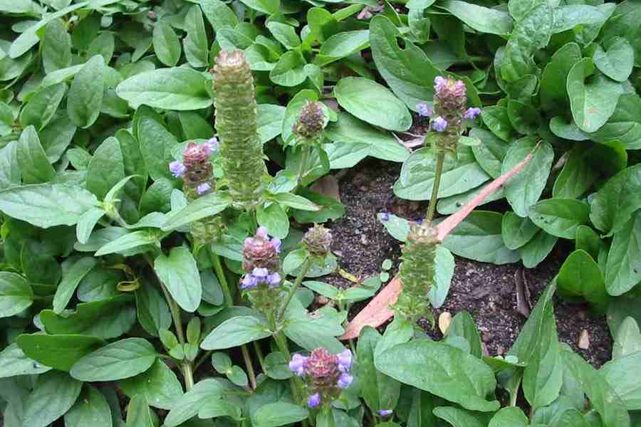 <p>Selfheal - <em>Prunella vulgaris</em></p>