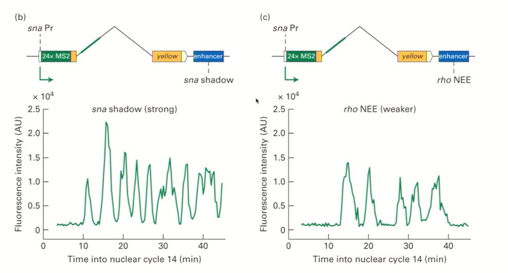 <ul><li><p>Increased&nbsp;“burst” frequency</p></li><li><p>Strong enhancers are things that increase the frequency of transcriptional bursts. Strong initiation leads to increased burst frequency</p></li><li><p>Weak enhancers or things that lack an enhancers have a low burst frequency</p></li></ul><p></p>