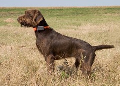 <p>Origin: Germany</p><p>Height range: 22-27 in</p><p>Weight range: 44-66 lb</p><p>Life span: 12-14 years</p>