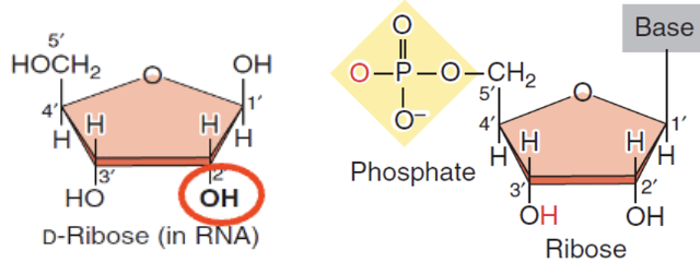 <ul><li><p>Oxygen at C2</p></li><li><p>In RNA</p></li></ul><p></p>