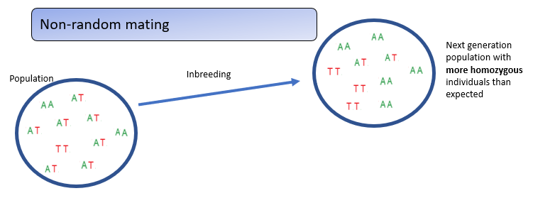<p><strong>Inbreeding</strong>—mating between close relatives—increases <strong>homozygosity across all loci</strong>, unlike assortative mating, which increases homozygosity only for traits involved in mate choice. </p><p>This genome-wide rise in homozygosity can expose harmful recessive alleles, leading to <strong>inbreeding depression</strong>.</p>