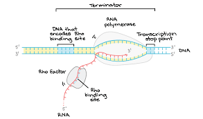 <p>information in DNA strand copied into mRNA </p>