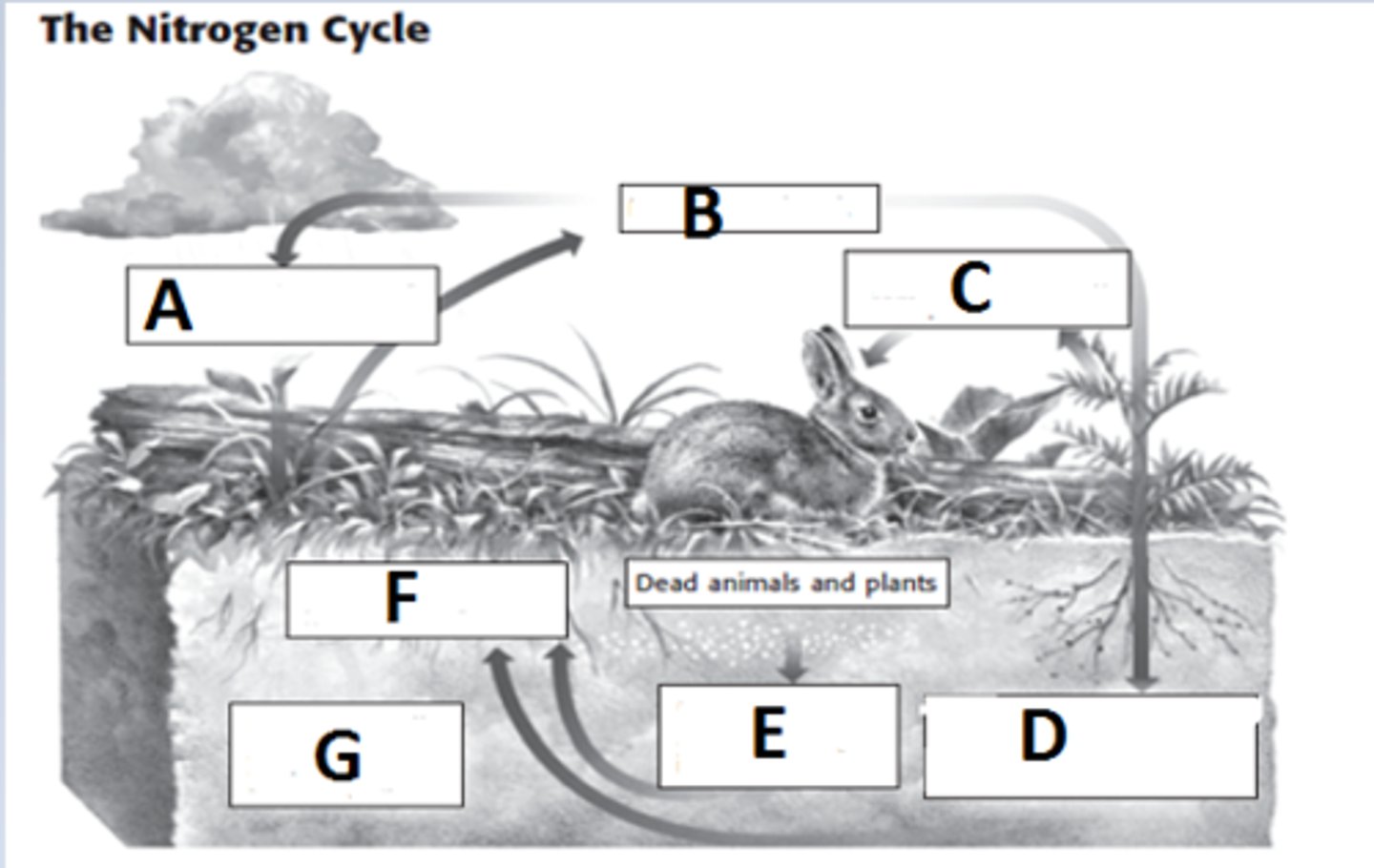 <p>Plants-plants absorb nitrate ions through the roots and use these ions to make nitrogen containing organic molecules such as DNA amino acids and proteins</p><p>Animals- obtain their nitrogen by eating plants or plant eating animals to build proteins in the body</p>