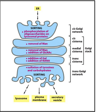 <ul><li><p><span style="background-color: transparent; font-family: "Times New Roman", serif;"><span>Glycosylation, phosphorylation, sulfation</span></span></p></li><li><p><span style="background-color: transparent; font-family: "Times New Roman", serif;"><span>Each golgi stack has two distinct faces: a cis face (entry) and a trans face (exit)</span></span></p></li><li><p><span style="background-color: transparent; font-family: "Times New Roman", serif;"><span>Each stack (called a cisterna) contains a characteristic set of processing enzymes</span></span></p></li><li><p><span style="background-color: transparent; font-family: "Times New Roman", serif;"><span>Complex oligosaccharides are added to proteins in the golgi apparatus</span></span></p></li><li><p><span style="background-color: transparent; font-family: "Times New Roman", serif;"><span>The golgi apparatus generates heterogenous oligosaccharide structures</span></span></p></li><li><p><span style="background-color: transparent; font-family: "Times New Roman", serif;"><span>The human genome encodes hundreds of different golgi glycosyl transferases</span></span></p></li><li><p><span style="background-color: transparent; font-family: "Times New Roman", serif;"><span>The resident proteins in the golgi apparatus (glycosidases and glcosyl transferases) are all membrane-bound. This way, the retrieval is facilitated via the COPI mechanism</span></span></p></li></ul><p></p>