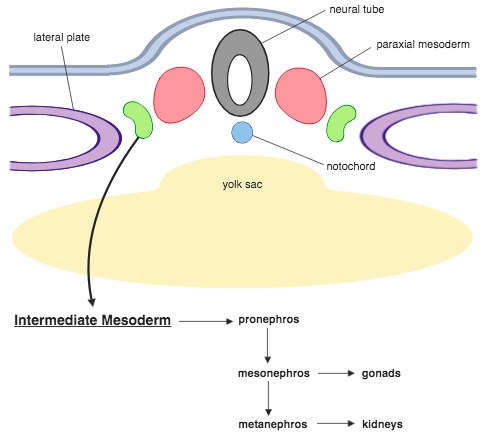 <p>The <strong>gonads</strong>, <strong>kidney</strong>, <strong>adrenal cortex</strong>, and <strong>ureter</strong></p>