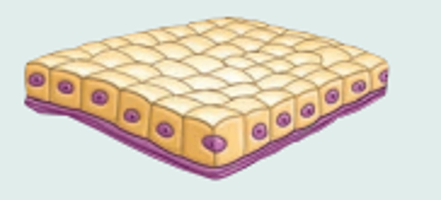 <p>Description: Single layer of cubelike cells that have large spherical central nuclei.</p><p>Function: Secretion or absorption.</p><p>Location: Lines the kidney tubules, small ducts of some glands, and ovary surface</p>