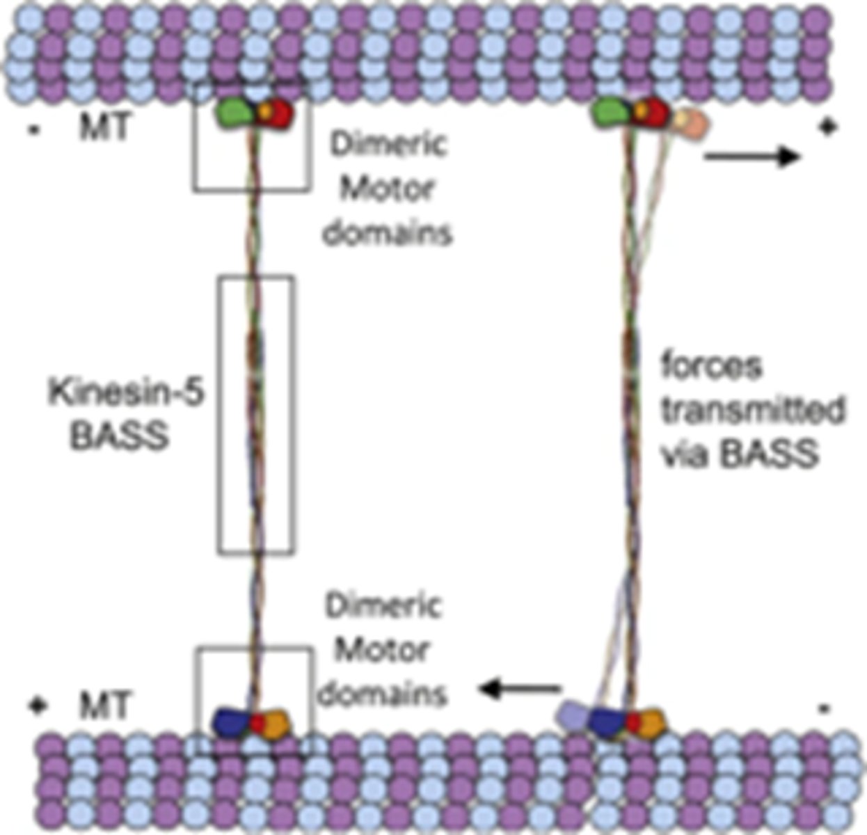 <p>Bipolaire kinesine motor-eiwitten (tetrameer) binden aan overlappende polaire MTs en duwen de polen verder uiteen tijdens anafase B</p><p>4 verschillende kopjes, ze bewegen beide naar de plus uiteinde maar deze zijn naar de andere richting, hierdoor gaan de microtubili uit elkaar schuiven</p>