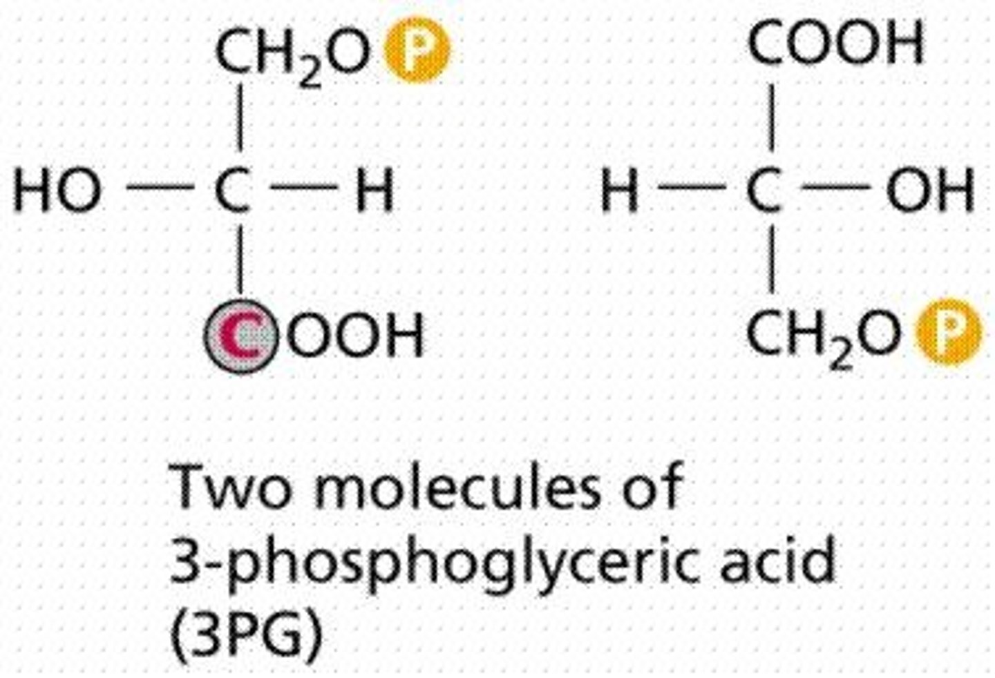 <p>The six 3C PGA molecules are phosphorylated by ATP and reduced by NADPH to form six G3P molecules.</p>