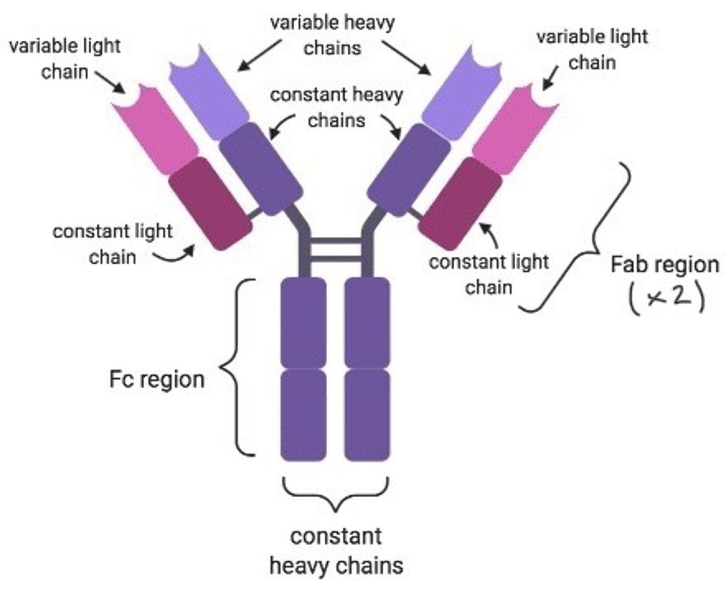 <p>-4 Polypeptide chains</p><p>-2 light, 2 heavy</p><p>-Variable region allowing for the binding to the specific antigen</p><p>-2 variable regions for the binding of more than 1 antigen</p><p>- Different for every antibody for binding to a variety of antigens</p><p>-Constant region allowing for attachment and binding to phagocytes</p><p>-Hinge region for flexibility</p><p>-disulfide bridges holding light and heavy chains together</p>