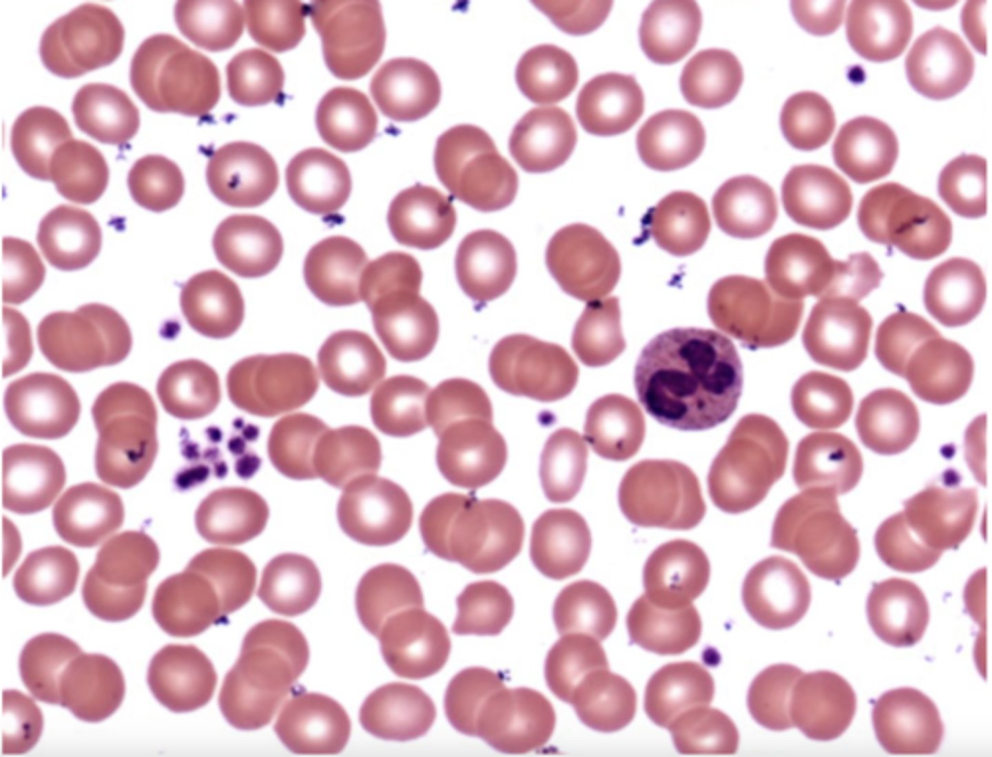 <p>What are the red circles?</p>