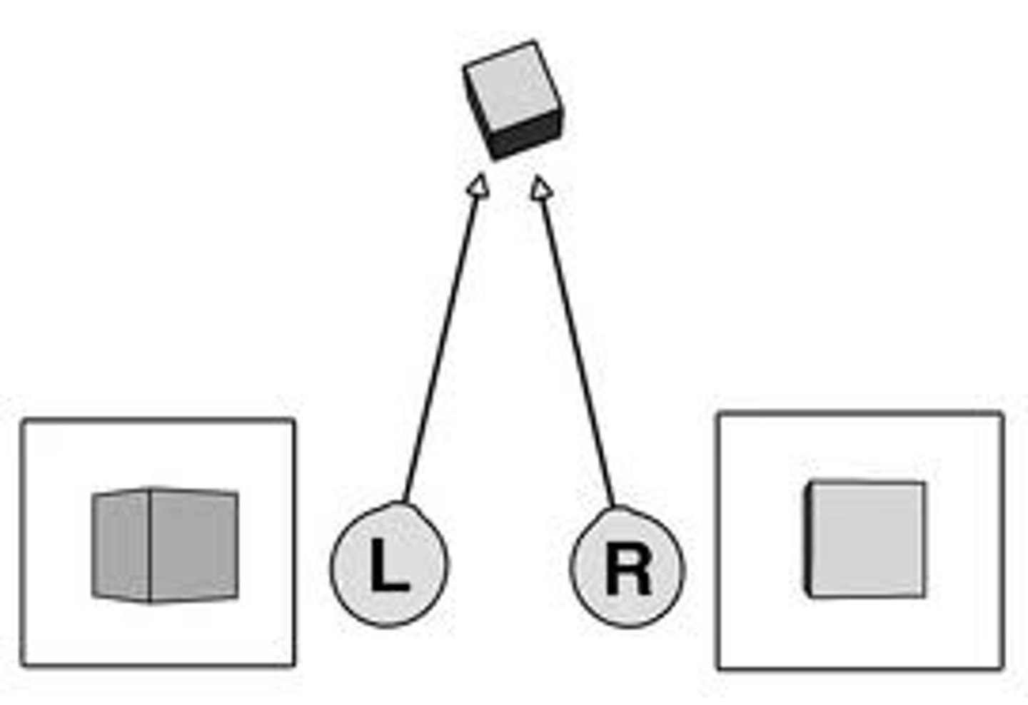 <p>a binocular cue for perceiving depth: By comparing images from the retinas in the two eyes, the brain computes distance—the greater the disparity (difference) between the two images, the closer the object. (Myers Psychology for AP 2e p. 184)</p>