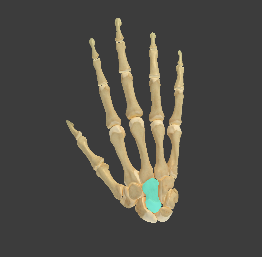 <p>Name and bone </p>