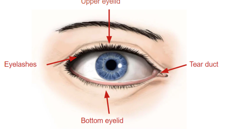 <p>tear duct</p>