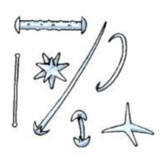 <p>What kind of siliceous spicules is this?</p>