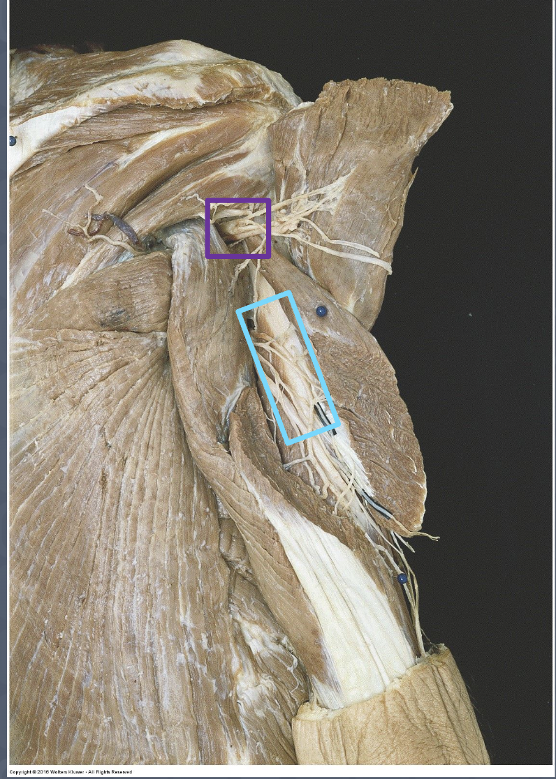 <p>What muscles does this nerve innervate? (purple)</p>