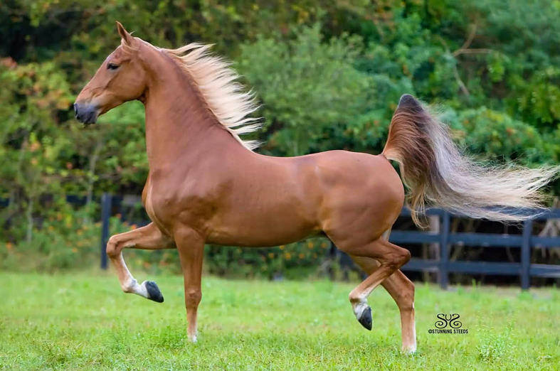 <p>What breed (pattern) is this horse?</p>