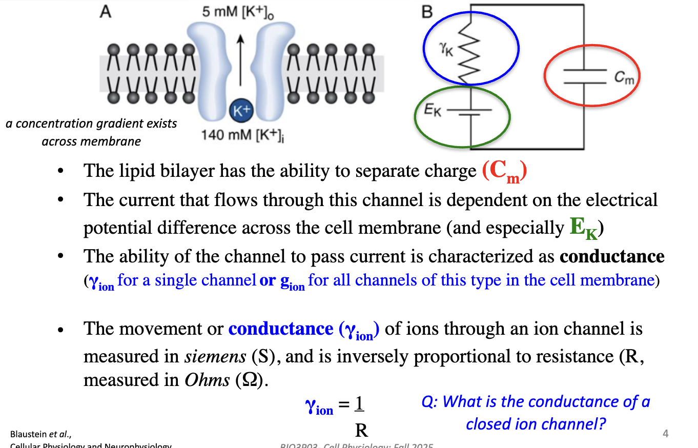 <ul><li><p>Lipid bilayer separates charge → capacitance (Cm)</p></li><li><p>Current depends on <strong>electrical potential difference across membrane </strong>(V<sub>m</sub> − E<sub>ion</sub>)</p></li><li><p><strong>Conductance</strong>: ability of channel to pass current</p><ul><li><p>γion (single channel), gion (all channels of that type)</p></li><li><p>Measured in <strong>siemens (S)</strong>; inversely proportional to <strong>resistance (R)</strong>, measured in Ohms</p></li></ul></li></ul><ul><li><p>γ<sub>ion</sub> = 1 / R</p></li></ul><ul><li><p><strong>Closed channel conductance = 0 </strong></p><ul><li><p>When resistance <span>↑ </span>= conductance <span>↓</span></p></li></ul></li></ul><p></p>