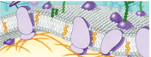Bilayer = 2 layers

composed of phospholipids
