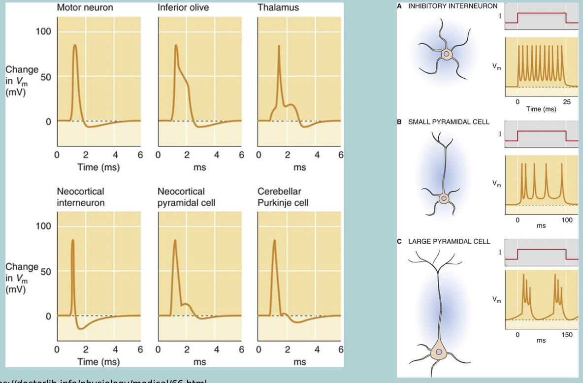 <p>Each neuron has its own characteristic action potential (AP) SHAPE and activity PATTERN </p>