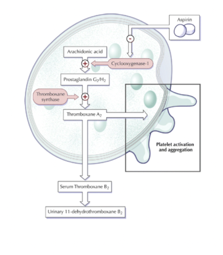 inhibits cyclooxygenase-1 (COX-1) which is required in the pathway to synthesize TXA2 from arachidonic acid 

GI symptoms