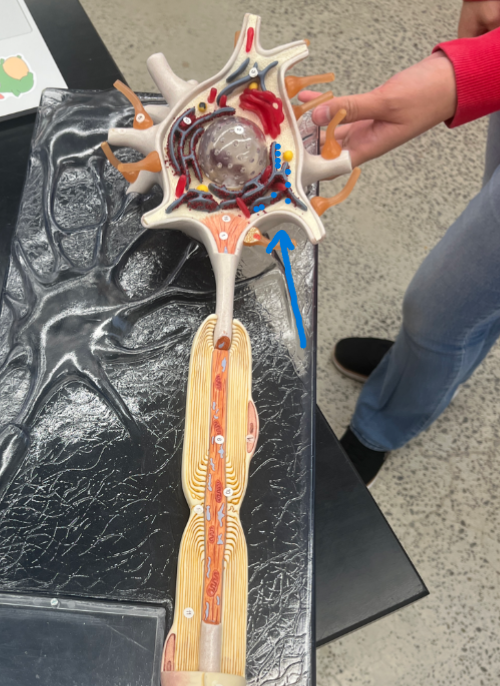 <p>(the small specs)</p>