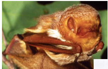 <p><span>Dorsal pelage is brick/rusty red; mistaken as fruit; migratory</span></p>