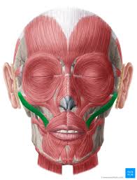 <p>muscle of facial expression [draws upper lip posteriorly, superiorly, and laterally “smiling”] <em>origin: zygomatic bone, insertion: angle of the mouth</em></p>