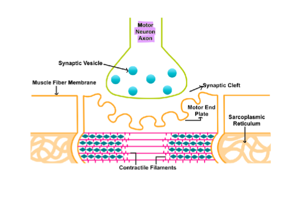 <p>where a motor neuron communicates with a skeletal muscle fiber to facilitate muscle contraction.</p>