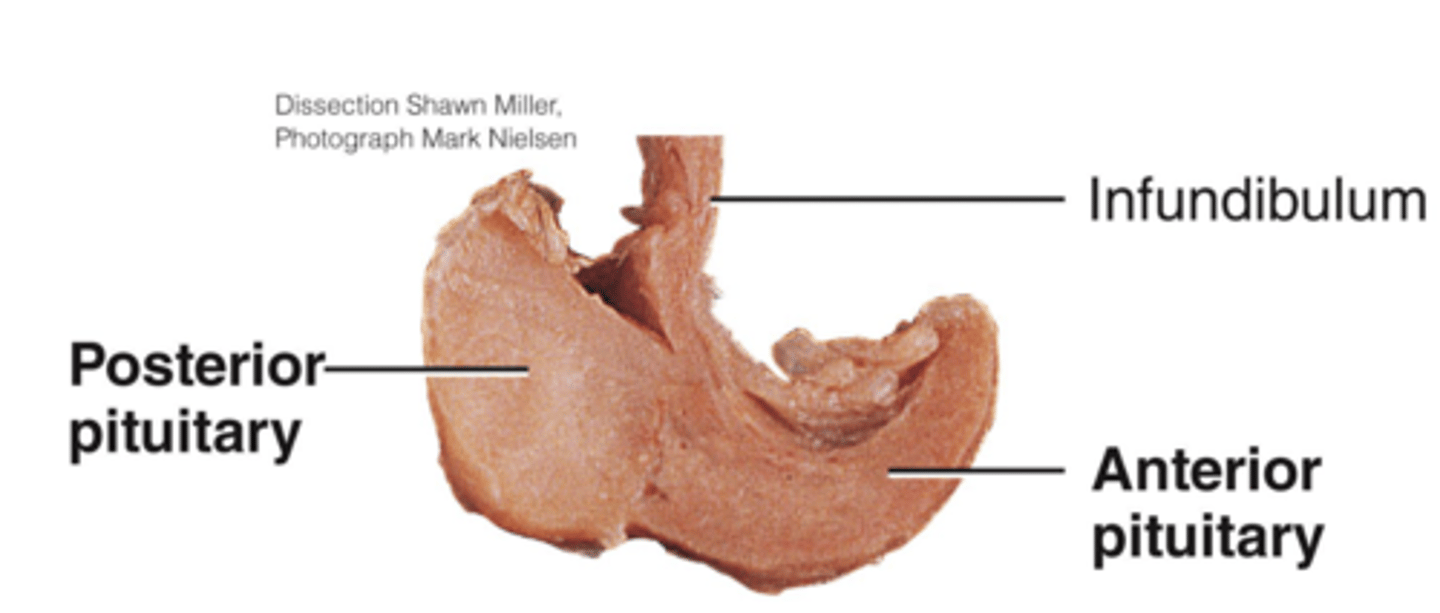 <p>control endocrine glands</p>