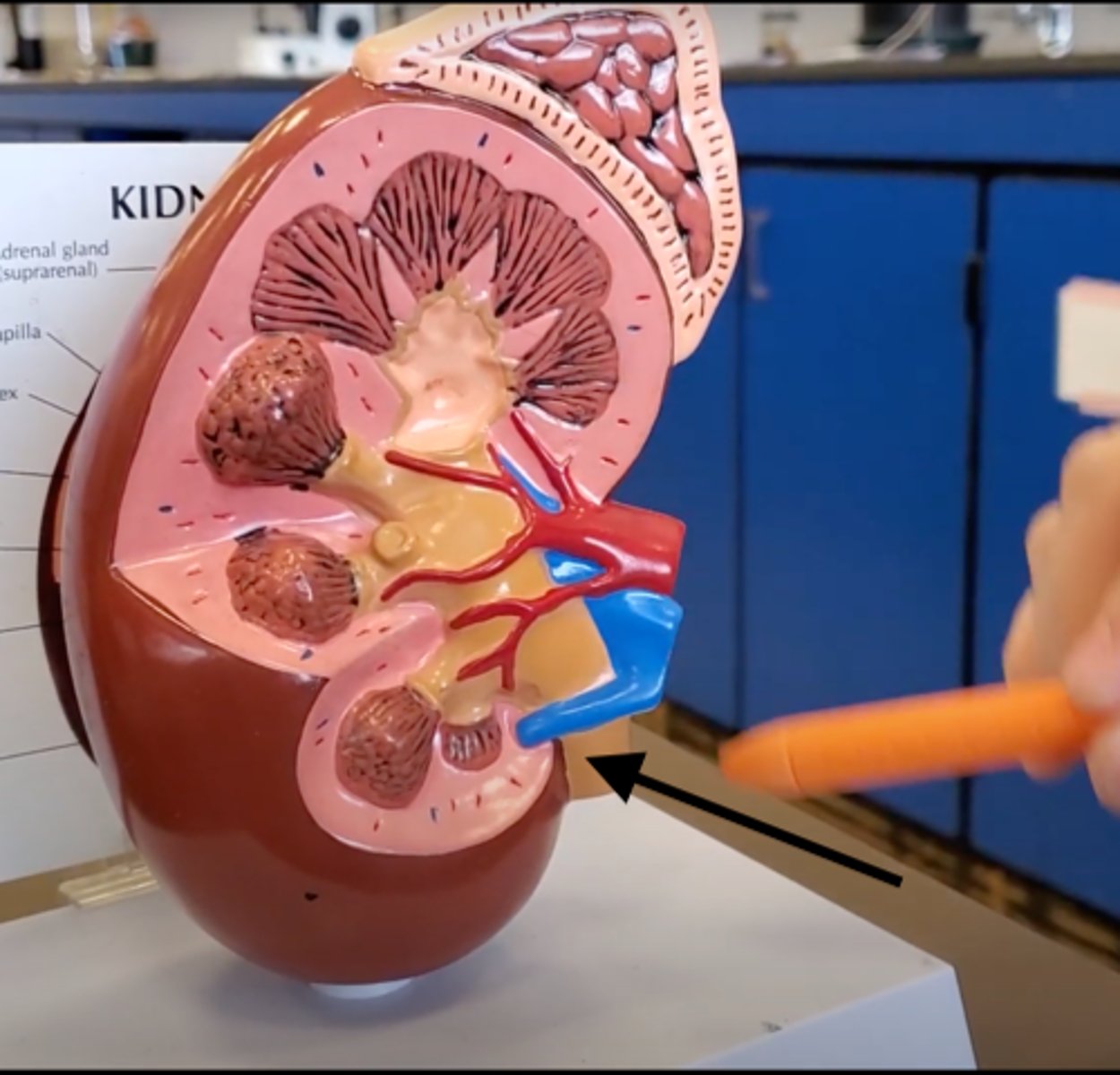 <p>A duct leading from the kidney to the urinary bladder.</p>