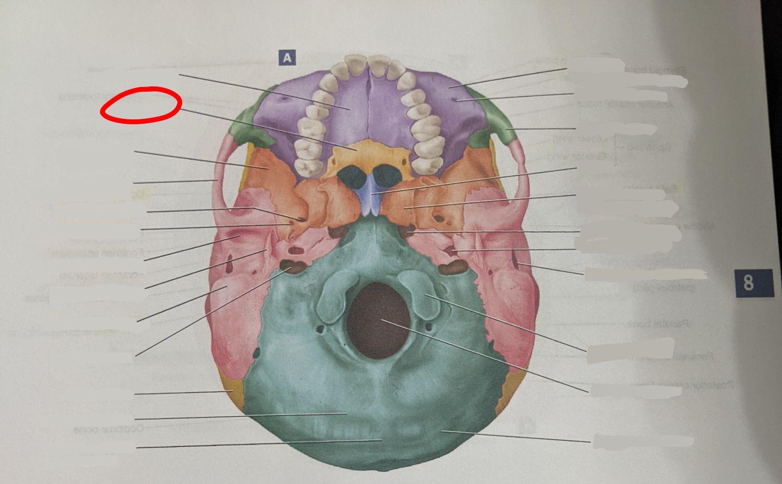 knowt flashcard image