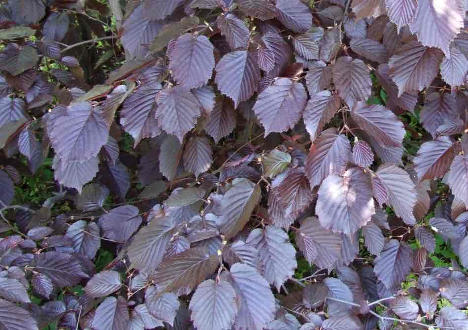 <p>Corylus maxima</p>