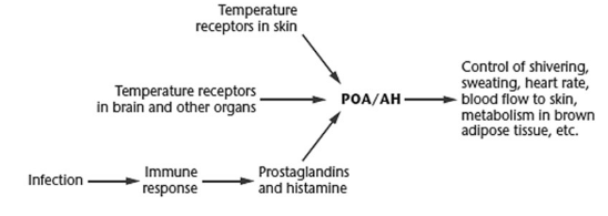 <p>controls sweating or shivering </p>