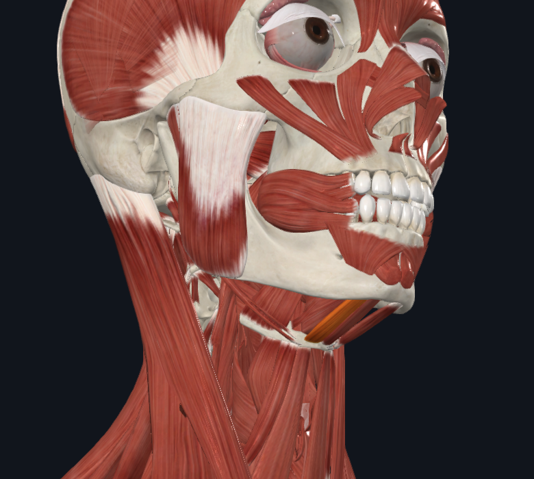 <p>What muscle is highlighted</p>