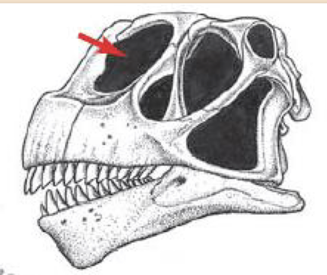 What type of Sauropod does this skull belong to?