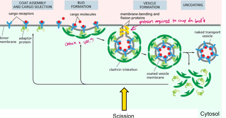 <p>1) <u>COAT AND CARGO ASSEMBLY:</u> AD-2 proteins bind to cargo receptors, which are binding to extracellular cargo</p><p>2) <u>BUDDING:</u> Activated AD-2 proteins recruit membrane deformers (clathrin and BAR proteins).</p><p>3) <u>BUDDING PT2:</u> Clathrins polymerize and form a coat</p><p>4) <u>SCISSION:</u> GTPase Dynamin constricts and orchestrates the fission of the cell membrane from the vesicle</p><p>5) The vesicle is freed but still in a clathrin coat</p><p>6) Chaperone protein <strong><u>Hsc70</u></strong> and its cofactor <strong><u>Auxilin</u></strong> liberate the tightly wound clathrin wia ATP hydrolysis</p><p>7) The vesicle is freed in the cytosol.</p>