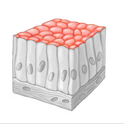 an upper free surface exposed to the body exterior or the cavity of an internal organ