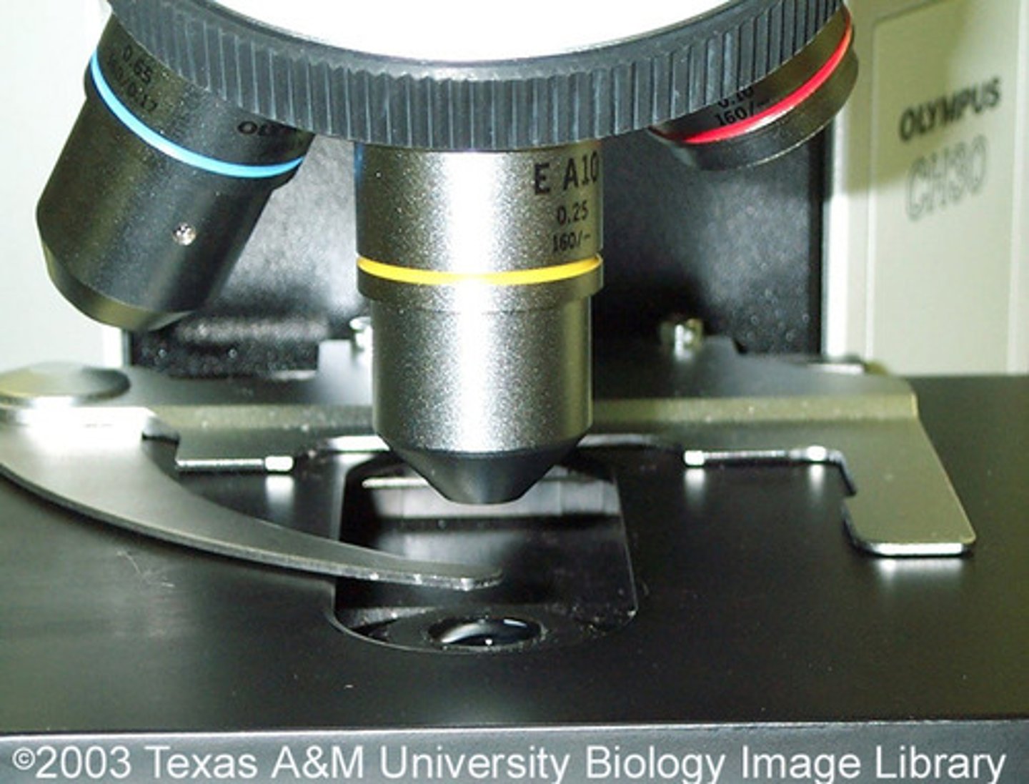 <p>Lenses on a microscope that magnify the specimen.</p>