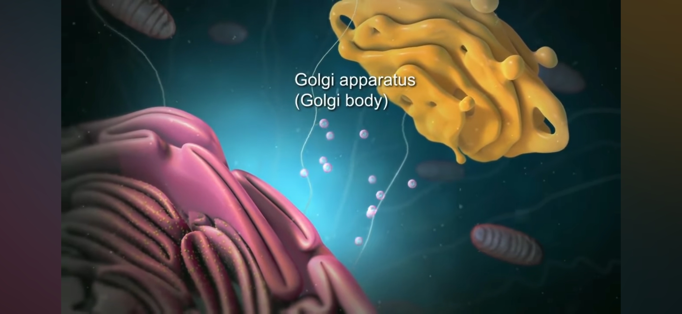 <p>Golgiho aparát</p>